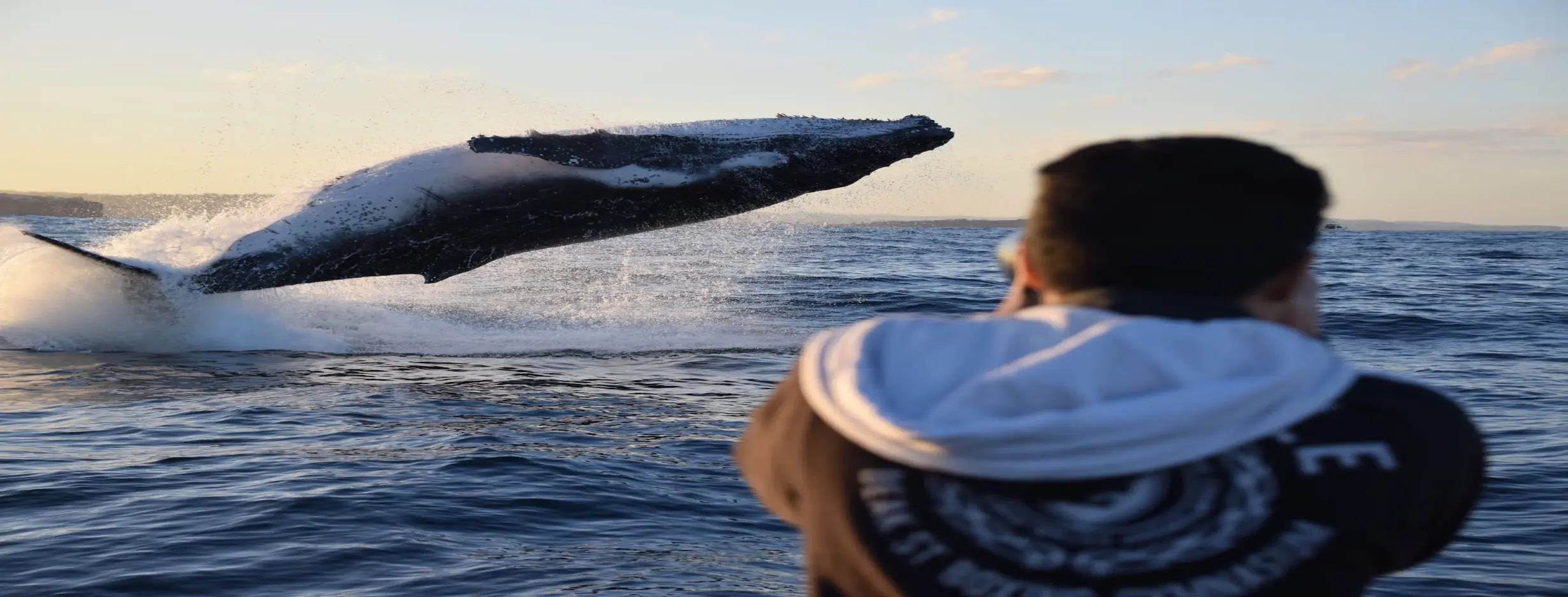 Image for Whale Watching Expeditions